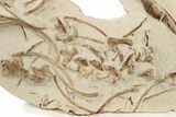 Disarticulated Mosasaur (Tethysaurus) Skeleton - Asfla, Morocco #229614-4
